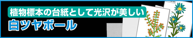 植物標本の台紙として光沢が美しい白ツヤボール