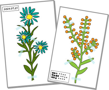 植物を台紙に貼り付けたイメージ